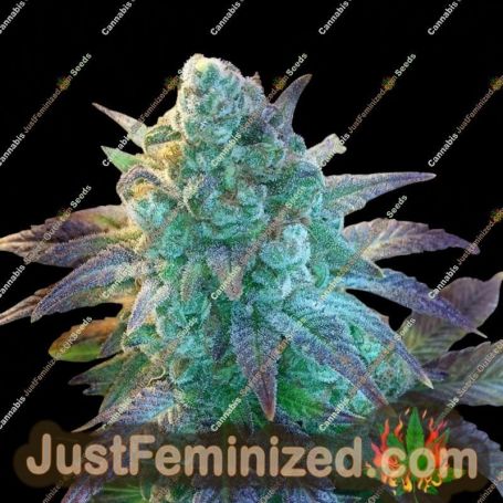 Blueberry Banana Auto by Anesia Seeds Cannabis Seeds For Sale at Just Feminized