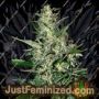 Super Critical Auto by Greenhouse Seeds Cannabis Seeds For Sale at Just Feminized