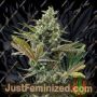 Super Lemon Haze Auto CBD by Greenhouse Seeds Cannabis Seeds For Sale at Just Feminized