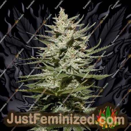 The Church by Greenhouse Seeds Cannabis Seeds For Sale at Just Feminized