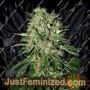 The Doctor by Greenhouse Seeds Cannabis Seeds For Sale at Just Feminized