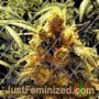 Bay Dream by Grand Daddy Purp Cannabis Seeds For Sale at Just Feminized