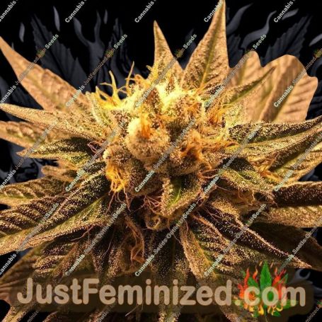 Grandpa Larry by Grand Daddy Purp Cannabis Seeds For Sale at Just Feminized