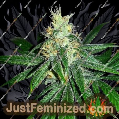 Larry Berry by Grand Daddy Purp Cannabis Seeds For Sale at Just Feminized