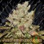 Bay 11 by Grand Daddy Purp Cannabis Seeds For Sale at Just Feminized