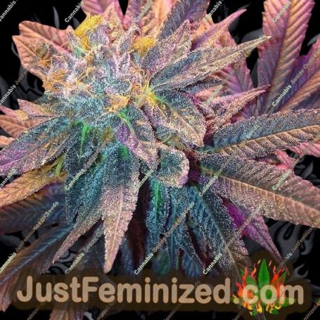 Candyland by Grand Daddy Purp Cannabis Seeds For Sale at Just Feminized