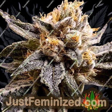 Confidential Purp by Grand Daddy Purp Cannabis Seeds For Sale at Just Feminized