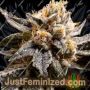 Confidential Purp by Grand Daddy Purp Cannabis Seeds For Sale at Just Feminized