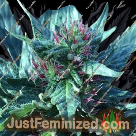Snowcap by Grand Daddy Purp Cannabis Seeds For Sale at Just Feminized