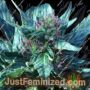 Snowcap by Grand Daddy Purp Cannabis Seeds For Sale at Just Feminized
