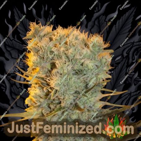 Banana Kush by Anesia Seeds Cannabis Seeds For Sale at Just Feminized