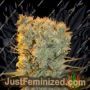 Banana Kush by Anesia Seeds Cannabis Seeds For Sale at Just Feminized
