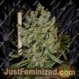 Big Jack by Green Label Cannabis Seeds For Sale at Just Feminized