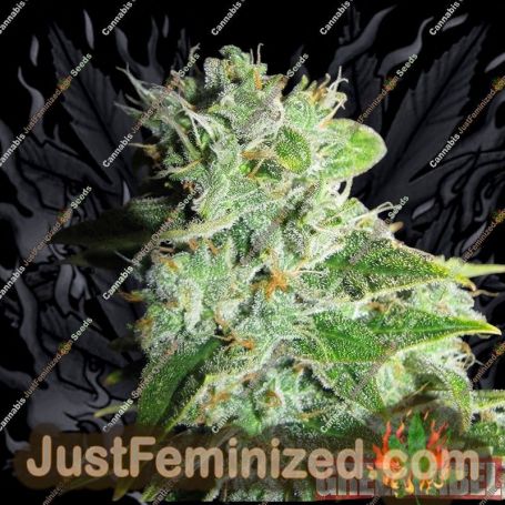 Frosty Kush by Green Label Cannabis Seeds For Sale at Just Feminized