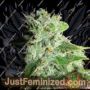 Frosty Kush by Green Label Cannabis Seeds For Sale at Just Feminized