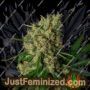 Lemon Bud by Green Label Cannabis Seeds For Sale at Just Feminized