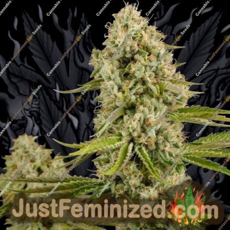 Big Bazooka Auto by Anesia Seeds Cannabis Seeds For Sale at Just Feminized