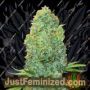 Amnesia The Real by Growers Choice Cannabis Seeds For Sale at Just Feminized