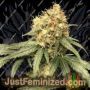 Amnesia XXL Auto by Growers Choice Cannabis Seeds For Sale at Just Feminized