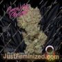 Banana Glue by Growers Choice Cannabis Seeds For Sale at Just Feminized