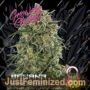 Banana Sherbet by Growers Choice Cannabis Seeds For Sale at Just Feminized