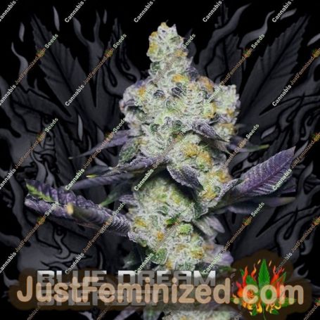 Blue Dream Sherbet by Growers Choice Cannabis Seeds For Sale at Just Feminized