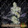 Blue Dream Sherbet by Growers Choice Cannabis Seeds For Sale at Just Feminized