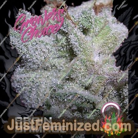 Brain Damage Auto by Growers Choice Cannabis Seeds For Sale at Just Feminized