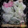 Brain Damage Auto by Growers Choice Cannabis Seeds For Sale at Just Feminized