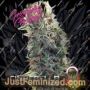 Cinderella 99 by Growers Choice Cannabis Seeds For Sale at Just Feminized