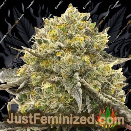 Critical + Auto by Growers Choice Cannabis Seeds For Sale at Just Feminized