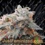 Bruce Banner No.3 by Anesia Seeds Cannabis Seeds For Sale at Just Feminized