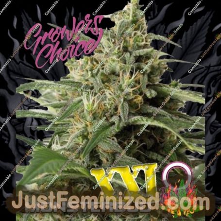 Monster Bud XXL Auto by Growers Choice Cannabis Seeds For Sale at Just Feminized
