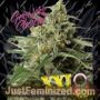 Monster Bud XXL Auto by Growers Choice Cannabis Seeds For Sale at Just Feminized