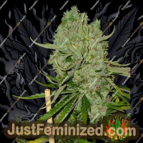 Monsterbud by Growers Choice Cannabis Seeds For Sale at Just Feminized