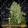 Monsterbud by Growers Choice Cannabis Seeds For Sale at Just Feminized