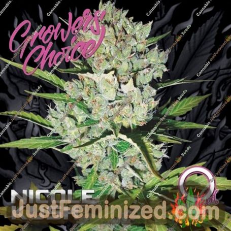 Nicole Kush by Growers Choice Cannabis Seeds For Sale at Just Feminized