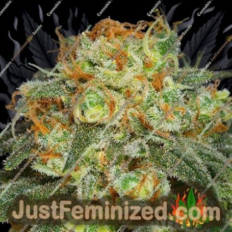 California Kush by Anesia Seeds Cannabis Seeds For Sale at Just Feminized