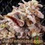 Pink Crystal by Growers Choice Cannabis Seeds For Sale at Just Feminized