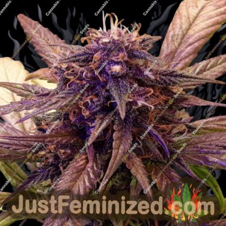 Red Jack Auto by Growers Choice Cannabis Seeds For Sale at Just Feminized