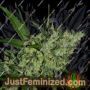 Chemdog by Anesia Seeds Cannabis Seeds For Sale at Just Feminized