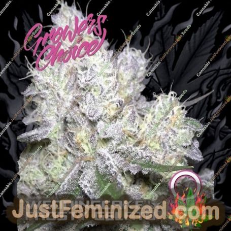 Wedding Cake Frosty Gelato by Growers Choice Cannabis Seeds For Sale at Just Feminized