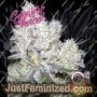 Wedding Cake Frosty Gelato by Growers Choice Cannabis Seeds For Sale at Just Feminized