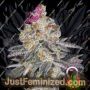 White Fire Punch by Growers Choice Cannabis Seeds For Sale at Just Feminized