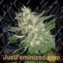 Amazing Haze by Homegrown Fantaseeds Cannabis Seeds For Sale at Just Feminized