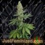 Big Bud by Homegrown Fantaseeds Cannabis Seeds For Sale at Just Feminized