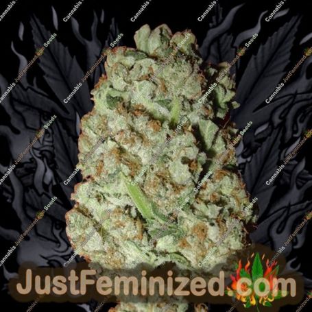 Blue Haze by Homegrown Fantaseeds Cannabis Seeds For Sale at Just Feminized