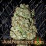 Blue Haze by Homegrown Fantaseeds Cannabis Seeds For Sale at Just Feminized
