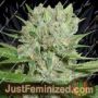 Blue Pearl Auto by Homegrown Fantaseeds Cannabis Seeds For Sale at Just Feminized