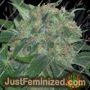 Californian Orange by Homegrown Fantaseeds Cannabis Seeds For Sale at Just Feminized